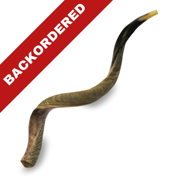 Great Kudu Shofar (JUMBO: 44" +)