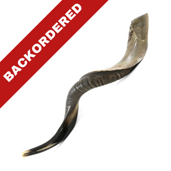 Great Kudu Shofar (LARGE: 34" to 37")