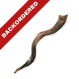 Great Kudu Shofar (SMALL: 26" to 31")