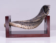 Natural Curve Ram's Horn Shofar