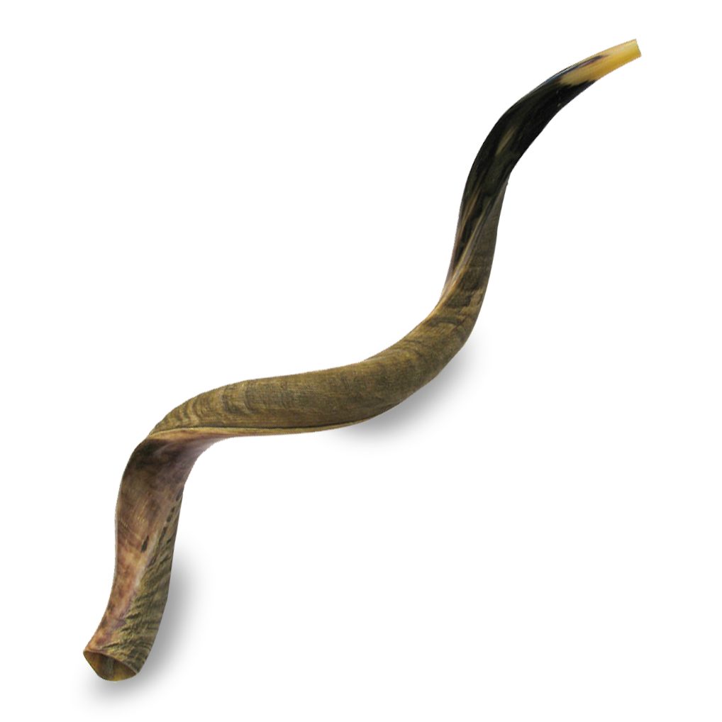 Great Kudu Shofar (JUMBO: 44" +)