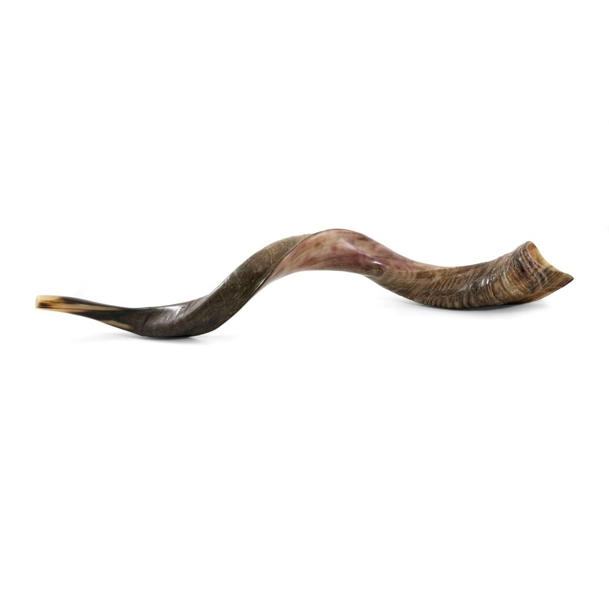 Great Kudu Shofar (SMALL: 26" to 31")